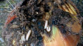 Луковый скрытнохоботник Личинки луковой мухи или скрытнохоботника отличен