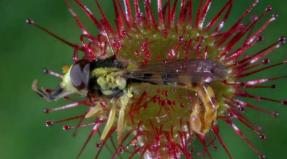 Ragadozó növény Venus flytrap és gondozza otthon