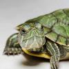 Red turtle that is more than a turtle or nettle
