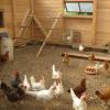 How many years do chickens and roosters live at home?