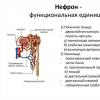 Human kidney anatomy: structure and functions
