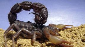 Why grasshopper hamsters are not afraid of scorpions