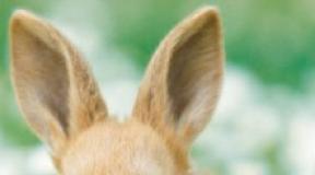 Perché il coniglio è diventato passivo (lento): non mangia, non beve, non gioca?