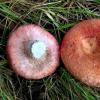 Pink and white waves: appearance and methods of cooking mushrooms