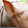 Why do you dream about a pig: does someone want to plant it?