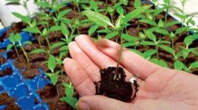 Coltivare Clarkia dai semi a casa: un grazioso fiore nella tua aiuola