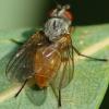 Vorbeugung, Mittel und Methoden zur Bekämpfung von Himbeerschädlingen. Bekämpfung von Himbeerfliegen mit Volksheilmitteln