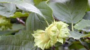 Különböző levelű mogyorós gyümölcsök, milyen korban