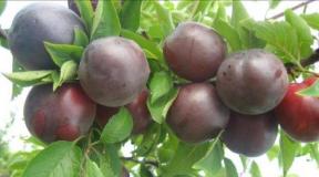 Cherry plum tree: general information
