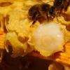 Royal jelly - benefits and harms to humans