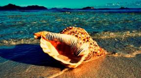 Shells in a dream - with and without pearls, the meaning of different dreams