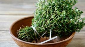 How to brew thyme, recipes for making medicinal drinks