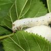 Where mulberries grow, the benefits and harms of mulberry berries Mulberry plant