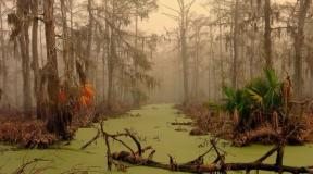 Why do you dream about a swamp according to the dream book?