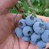 Blueberry.  Benefit and harm.  Blueberry jam.  Recipe for the winter