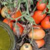 Spätfäule von Tomaten: Anzeichen der Krankheit, Vorbeugung, Behandlung, Medikamente