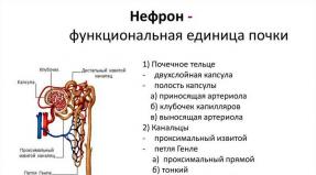 Az emberi vese anatómiája: szerkezete és funkciói