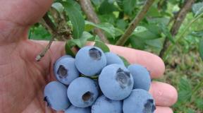Blueberry.  Benefit and harm.  Blueberry jam.  Recipe for the winter