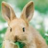 Why did the rabbit become passive (sluggish) - does not eat, does not drink, does not play?