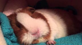 What are the diseases in guinea pigs, how and what to treat them