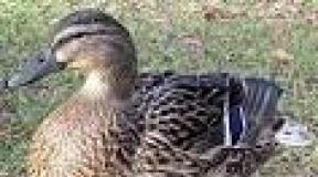 Ukrán szürke kacsa: a fajta jellemzői