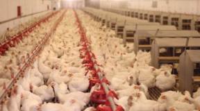 Hogyan készítsünk itatótálat csirkéknek palackból saját kezűleg Itatótál csirkék számára 5 literes műanyagból