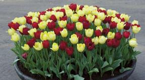 Tulipán fejtrágyázás: hogyan kell megtermékenyíteni a virágokat
