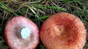 Onde rosa e bianche: aspetto e metodi di cottura dei funghi