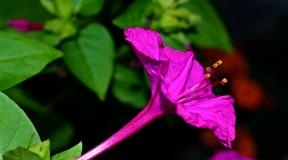 How to grow mirabilis from seeds, planting a seedling plant