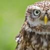 Owl lifestyle and habitat