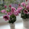 Eustoma virágok: magból nőnek otthon és a kertben