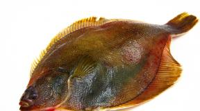 Flounder: benefits and harms to the human body Diseases of flounder