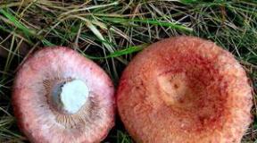 Ružičasti i bijeli valovi: izgled i metode kuhanja gljiva