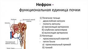Az emberi vese anatómiája: szerkezete és funkciói