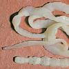 Classe dei vermi ciliati (Turbellaria) Occhi trovati nei vermi ciliati