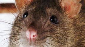 Mit jelent patkányt látni egy álomban