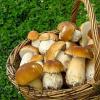 How to distinguish a poisonous mushroom?