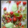 How to properly dry greens, herbs, fruits, vegetables in the air and in the microwave