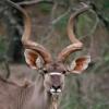 Antelope from Africa.  Varvarka - species of antelopes.  Where do antelopes live