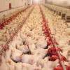 Hogyan készítsünk itatótálat csirkéknek palackból saját kezűleg Itatótál csirkék számára 5 literes műanyagból