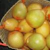 Pomelo - useful properties, calorie content and harm of the fruit to health