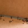 Što znači vidjeti mnoge velike mrave u snu