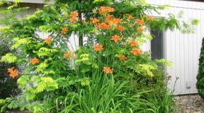 How to grow and care for daylilies outdoors