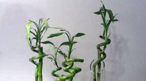 Bambus-Innenpflege zu Hause, Beschneiden, Vermehrung, Einpflanzen in Erde