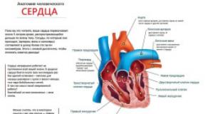 The structure and function of the organs of the cardiovascular system