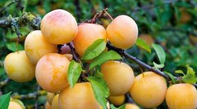 How to grow a plum in Siberia and other northern regions