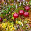 Use of cranberry benefits in medicine: folk recipes and contraindications to use