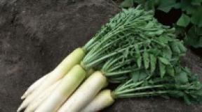 Daikon: When it is useful and to whom the Daikon benefits are harmful and harm recipes
