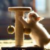 How to accustom a kitten to a scratching post