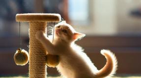 How to accustom a kitten to a scratching post